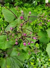 Image result for Cineraria pulchra