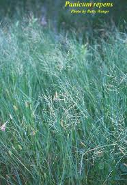 Image result for Panicum pseudoracemosum