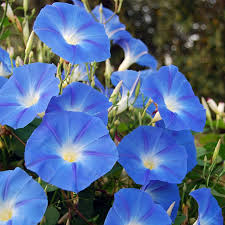 Image result for Ipomoea grantii