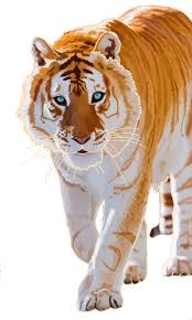 There is no ''golden tabby'' tiger golden tabby colored tigresses would have two to four cubs, like there is no such tiger species as the golden tabby.the golden tabby tiger is actually a bengal. Golden Tabby Tiger James By Silfrvarg On Deviantart