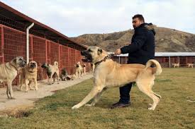 Cankiri Haberleri Kurtlarin Korkulu Ruyasi Fiyati 100 Bin Tl 15 Ocak 2018