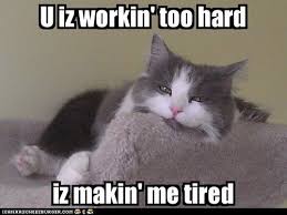 You Re Working Too Hard It S Making Me Tired Funny Cats Silly Cats Funny Cat Pictures