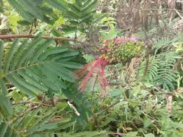 Image result for Calliandra calothyrsus