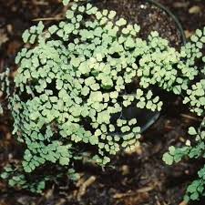 Image result for Coleus lasianthus