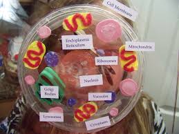 I teach 7th grade biology and we have a huge unit on cells. 7th Grade Cell City Project Shefalitayal