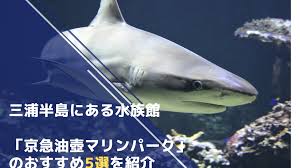 vr 噂のヤリマン美容師 〜カットにしますか？ 先にスッキリしますか？〜 天緒まい. ä¸‰æµ¦åŠå³¶ã«ã‚ã‚‹æ°´æ—é¤¨ äº¬æ€¥æ²¹å£ºãƒžãƒªãƒ³ãƒ'ãƒ¼ã‚¯ ã®ãŠã™ã™ã‚5é¸ã‚'ç´¹ä»‹ ãµã‰ã‚€ã™ã„