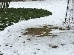 It needs to be located between the house and the drainage field. An Easy Way To Find A Septic Tank Lid Under The Snow Wilson Services