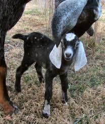 Spotted Nubian Kids Beautiful Nubian Goats Goats Nubian Goat Baby Goats