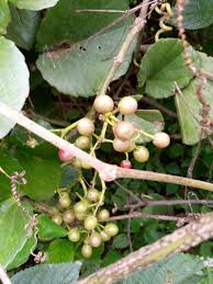 Image result for Cissus rotundifolia