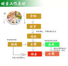 颐生源天然水果酵素辅酶便秘清肠排毒瘦身果蔬酵素原液超酵素粉 淘宝网 shopping items