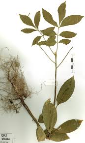 Image result for Dialium holtzii