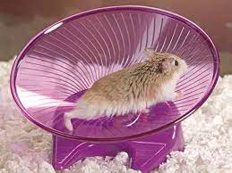 All you need for this diy hamster wheel is: The Best Hamster Wheel You Can Buy