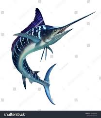 Black And White Striped Fish Florida Striped Marlin On White Fish Swordmarlin Striped White Sword Stock Illustration Graphic Design Photography Photography Jobs