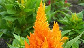 Celosia Flowers Look Similar To A Rooster S Comb Flower Structure Sun Plants Plants