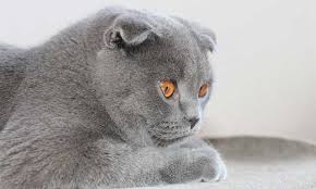 Scottish Fold Cilginligi Barnievet Veteriner Klinigi