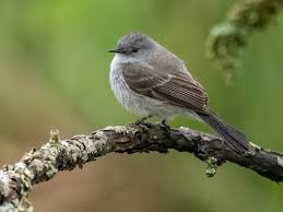 Image result for Rytigynia sp. N