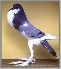 Bird, chick, burung, ostrich, hornbill, roosting, pet name, nestling, dog house. English Pouter Merpati Hias Fancy Pigeon