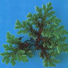 Image result for Azolla pinnata