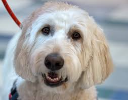 Carmel Clay Schools therapy dogs help make difference for students