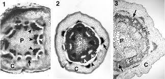 Image result for Suaeda monoica