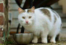 kedim mama yemiyor ne yapmaliyim enpati net kedi beslenmesi