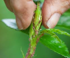 A pesticide used to kill plants is called a/an what is integrated pest management (ipm)? Greenfly Which Gardening Helpdesk