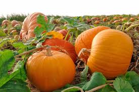 Here are 11 tips to make your pumpkin harvest a success. How Long Does It Take To Grow A Pumpkin