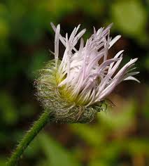 Image result for Otomeria elatior