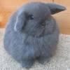 Holland lops have compact bodies that are strong for their size, about as wide as they are tall. Https Encrypted Tbn0 Gstatic Com Images Q Tbn And9gcr4dibkq8 Sisr801y Oap0songvqztkhwnzicakjdgluor9frh Usqp Cau