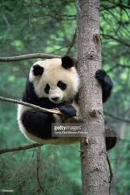 Giant Panda Endangered Species In Tree Gấu Truc