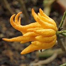 Buddha S Hand Citron On Fast Growing Trees Nursery Exotisch Fruit Snelgroeiende Bomen Citrusvrucht