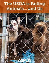 The Usda Is Failing Animals And Us Animals Animal Welfare Act Funny Dog Photos