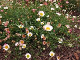 Image result for Erigeron karvinskianus