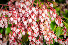 Maybe you would like to learn more about one of these? A Bunch Of Small White Bulbous Spring Flowers On Red Stems Among Succulent Green Bush Leaves Stock Photo Picture And Royalty Free Image Image 124642026
