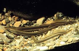 Bonneville columbia damm muttertier staudamm staumauer aale angeln fisch fischen fischzug speisefisch leiter neunauge maul mund mündung oregon fluss strom parasit saugrüssel sägezahn. Bachneunauge