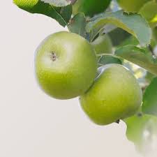 Image result for Granny Smith