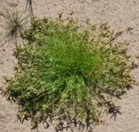 Image result for Isolepis sp.no.1