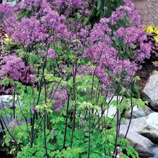 Peony itoh type fantazy plant bulb, perennial flowers. Thalictrum Black Stockings Paddock Plants Buy Online Uk