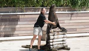 Maybe you would like to learn more about one of these? Une Saison Au Zoo Souffle Ses Cinq Bougies