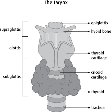 what is laryngeal cancer canadian cancer society