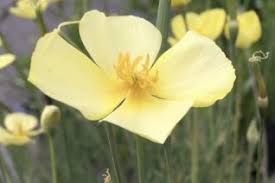 Image result for Eschscholzia