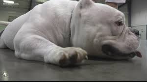I will come up to date on my shots, wormed to date, and. American Bully Pit Bull Dog Owners Hope To Conquer Aggressive Stereotype Kens5 Com