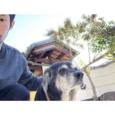 犬の日 11月1日は犬の日 今月もよろしくお願いします 犬 さくら店長 今日 犬の日