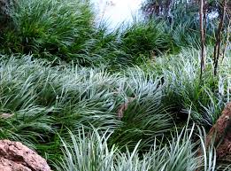 It's a success story with a. Gardening 101 Japanese Sweet Flag Grass Gardenista