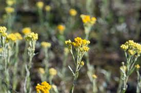 Image result for Helichrysum decorum