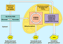Cellular Respiration And Fermentation Watch How Glucose Is Broken Down To Cellular Respiration Photosynthesis And Cellular Respiration Electron Transport Chain