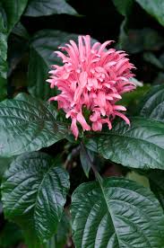 Image result for Justicia carnea