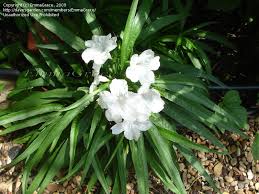 When planting the dwarf mexican petunia, add some topsoil into the mix or peat moss or potting soil. Plantfiles Pictures Ruellia Desert Petunia Dwarf Mexican Petunia Florida Bluebells Dwarf White Ruellia Simplex By Emmagrace