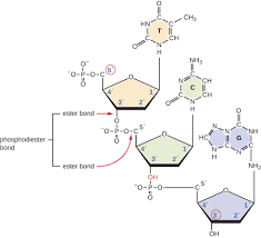 The four nitrogenous bases in dna are adenine, cytosine, guanine, and thymine. Structure And Function Of Dna Microbiology