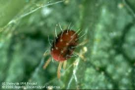Image result for red mite